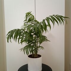 観葉植物元気な２点セット「テーブルヤシとパーセノシッサス・シュガーパイン」です。の画像