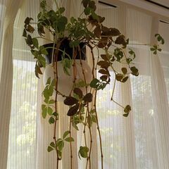 観葉植物元気な２点セット「テーブルヤシとパーセノシッサス・シュガーパイン」です。の画像