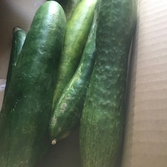きゅうり　わけありの画像