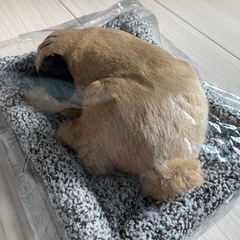 スヤスヤおねむりわんちゃん
の画像