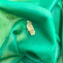 楊貴妃メダカ　無料　去年生まれ　約20匹の画像
