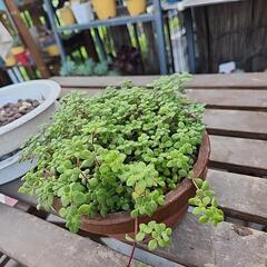 多肉植物　ブロウメアナアの画像