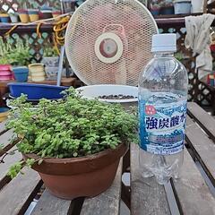 多肉植物　ブロウメアナアの画像