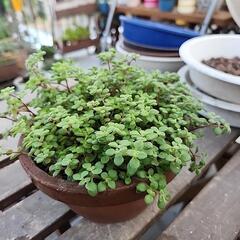 多肉植物　ブロウメアナアの画像