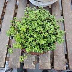 多肉植物　ブロウメアナアの画像