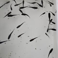 サタン(オロチヒレナガ)10匹NO③の画像
