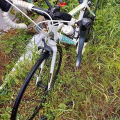  Bianchi   ビアンキ！の画像