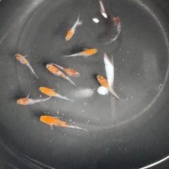 坂出三色ラメの画像