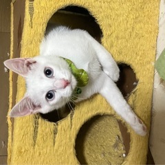 ブルーアイのイケメンくんです🩵