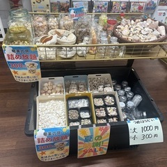 貝殻詰め放題の画像