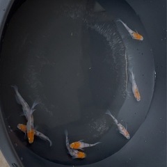 坂出三色ラメの画像