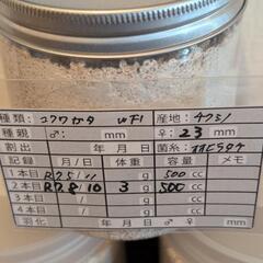 コクワガタ幼虫羽化までボトルの画像