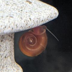 レッドラムズホーン5匹の画像