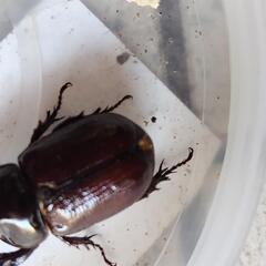 外国産カブトムシ　バラタスサイカブト　ペア　昆虫　ペットの画像