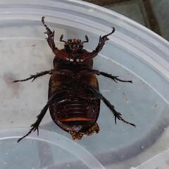 外国産カブトムシ　バラタスサイカブト　ペア　昆虫　ペットの画像