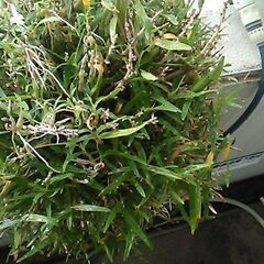 セッコク（長生蘭）大株の画像
