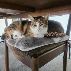 美人パステルカラーの三毛猫ちゃん