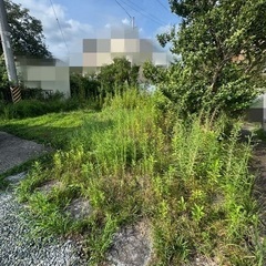 草刈り　剪定　格安にて行います。