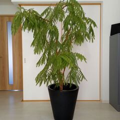 観葉植物元気な「大型エバーフレッシュ」です。の画像