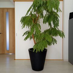 観葉植物元気な「大型エバーフレッシュ」です。の画像