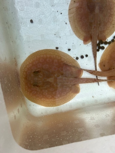 アルビノクロコ