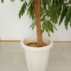 観葉植物元気な「大型エバーフレッシュ」です。の画像