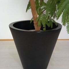 観葉植物元気な「大型エバーフレッシュ」です。の画像
