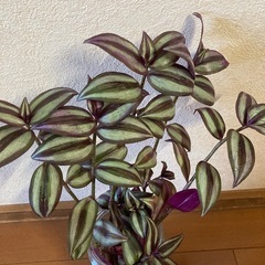 植物　観葉植物　トラディスカンティアセブリナ　の画像