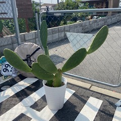 ウチワサボテンの画像