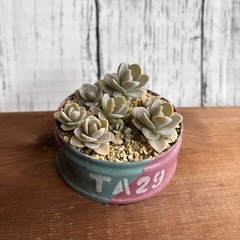 多肉植物：子持ち蓮華（リメ缶付き）の画像