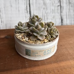 多肉植物：子持ち蓮華（リメ缶付き）の画像