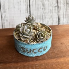 多肉植物：子持ち蓮華（リメ缶付き）の画像