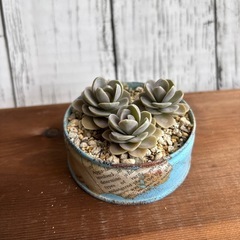 多肉植物：子持ち蓮華（リメ缶付き）の画像