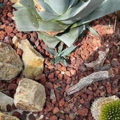 アガベの画像