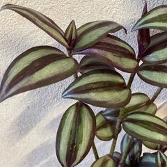 植物　観葉植物　トラディスカンティアセブリナ　の画像
