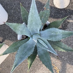 アガベの画像