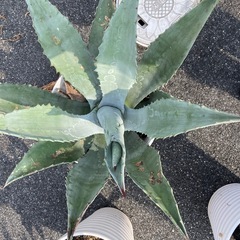 アガベの画像