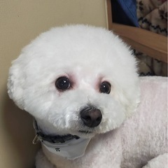 ビジョンフリーゼ