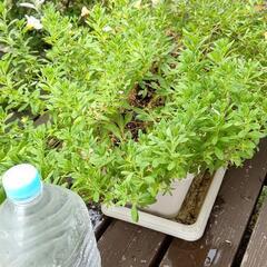 プランター水受けセット🌼カリブレアの画像