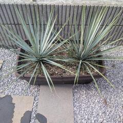 【受け渡しのみ・2個セット】ユッカ　リギダの画像