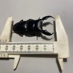 アチェ産スマトラヒラタクワガタ小型　オス3頭の画像