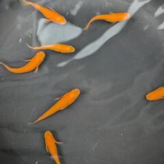 久万楊貴妃・ショート体型 7匹（めだか、大分市、手渡し）メダカの画像