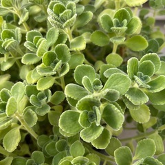 多肉植物ハーブ：アロマティカス（カット苗）の画像