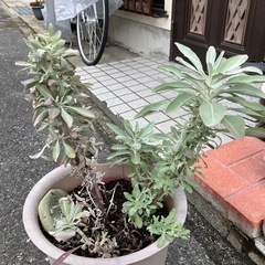 ホワイトセージ