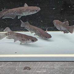 ミッドナイトフリル漆黒 5匹（メダカ、大分市、手渡し）めだかの画像