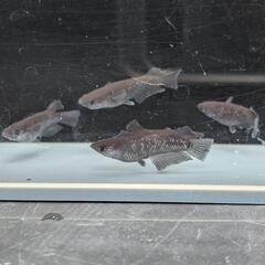 ミッドナイトフリル漆黒 5匹（メダカ、大分市、手渡し）めだかの画像