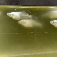 龍の鬣メダカ卵１０個の画像