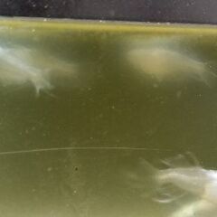 龍の鬣メダカ卵１０個の画像