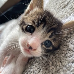 再投です😿生後1ヶ月未満🐾お家を探しています🏠 - 猫