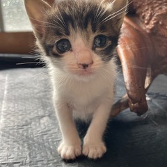 再投です😿生後1ヶ月未満🐾お家を探しています🏠